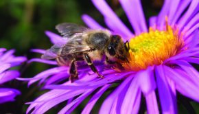 Bee Aware Lowe’s to Stop Selling Toxic Pesticides