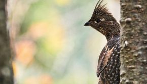 Canadian Bird Species Extinction