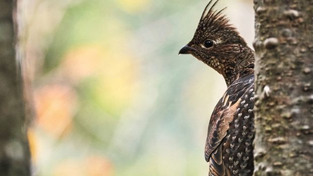 Canadian Bird Species Extinction