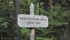 Forest-Restoration-Climate-Change