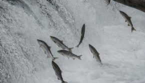 fish-jumping-near-dam