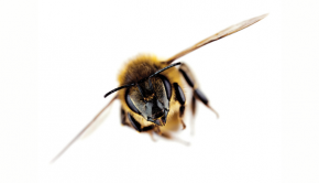honeybees-dodge