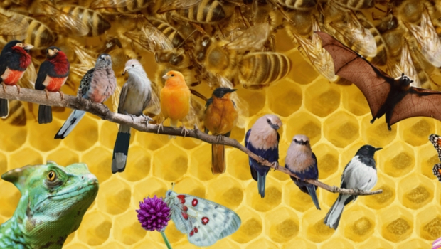 pollinator-corridors