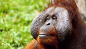 Wild Orangutan