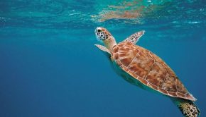 Sea-turtle