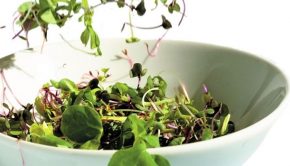 microgreens-boost-nutrition