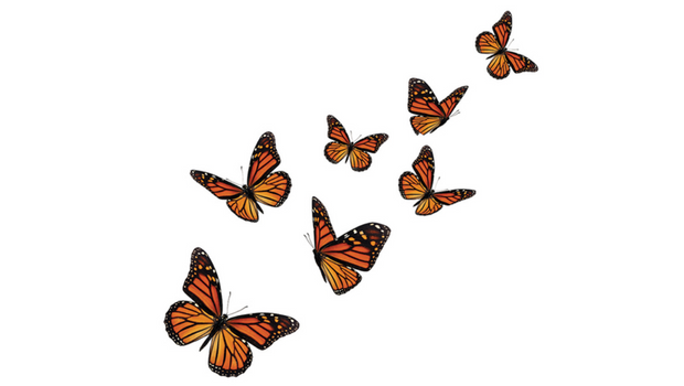 monarch-butterfly
