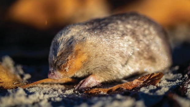 extinct-mole
