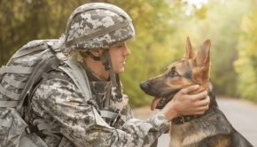 service-dogs