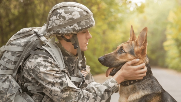 service-dogs