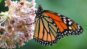 monarch-butterfly