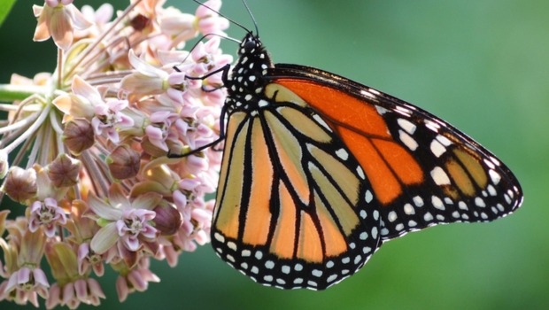 monarch-butterfly