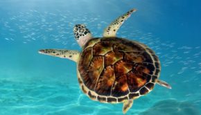 sea-turtle