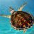 sea-turtle