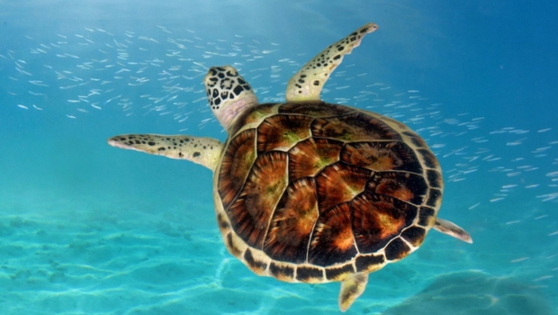 sea-turtle