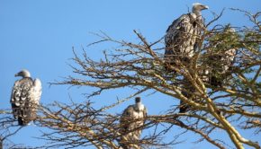 vultures